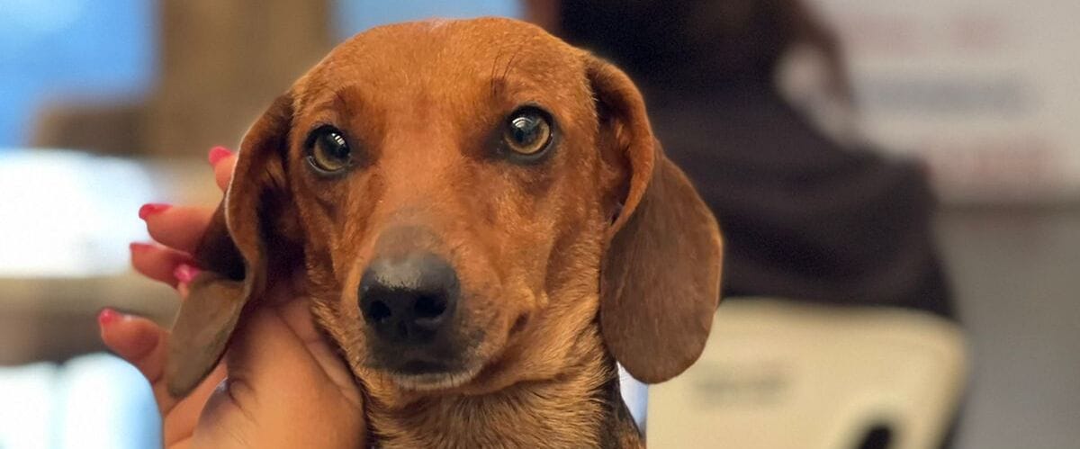 Agência Minas Gerais | Minas Gerais lança capacitação sobre maus-tratos e distribui leitores de microchips para reforçar fiscalização ambiental