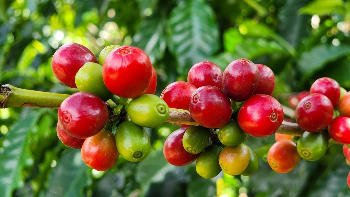 Agência Minas Gerais | Exportações do agro mineiro alcançam recorde de US$ 18,1 bilhões