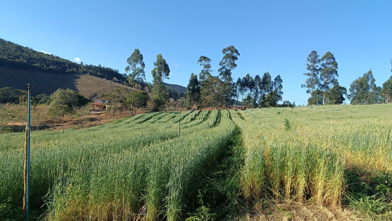 Agência Minas Gerais | Silagem de trigo forrageiro traz vantagens para pecuaristas no Vale do Jequitinhonha 