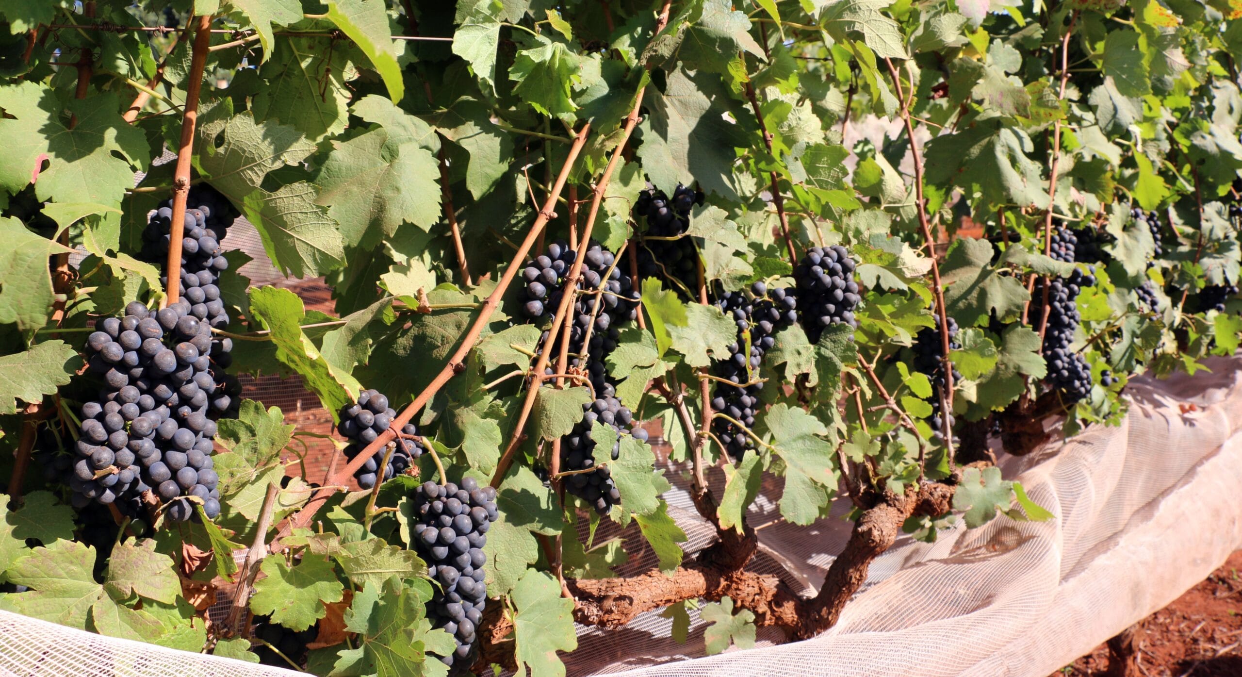 Agência Minas Gerais | Epamig recomenda novas cultivares de uva para o manejo de dupla poda