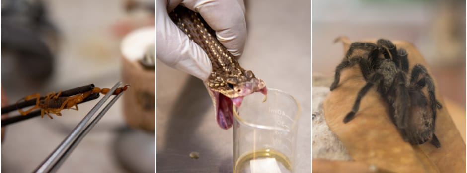 Agência Minas Gerais | Minas Gerais reforça prevenção e atendimento a acidentes com animais peçonhentos