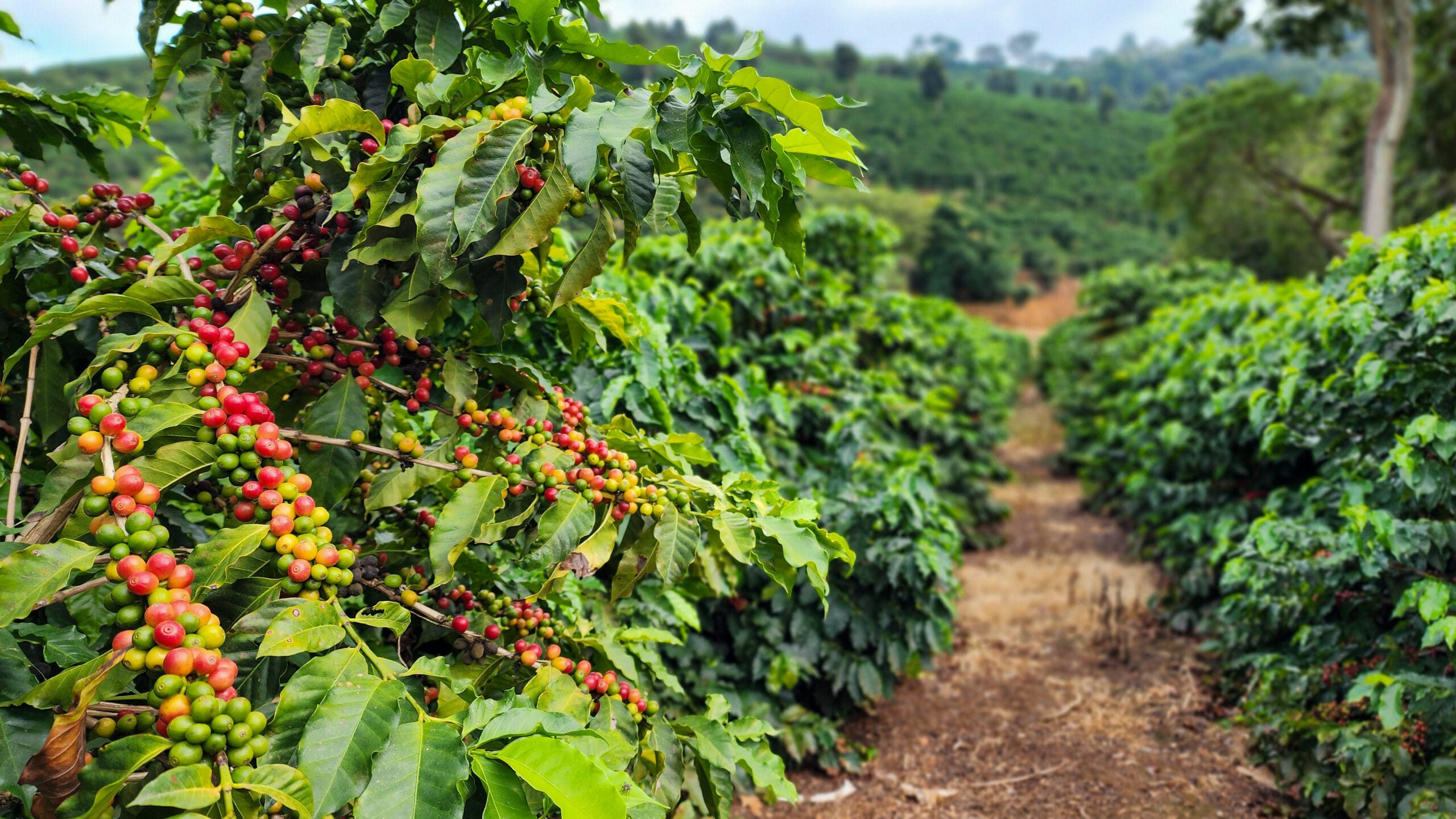 Agência Minas Gerais | Café mineiro impulsiona produção nacional e projeta maior safra da história em 2026