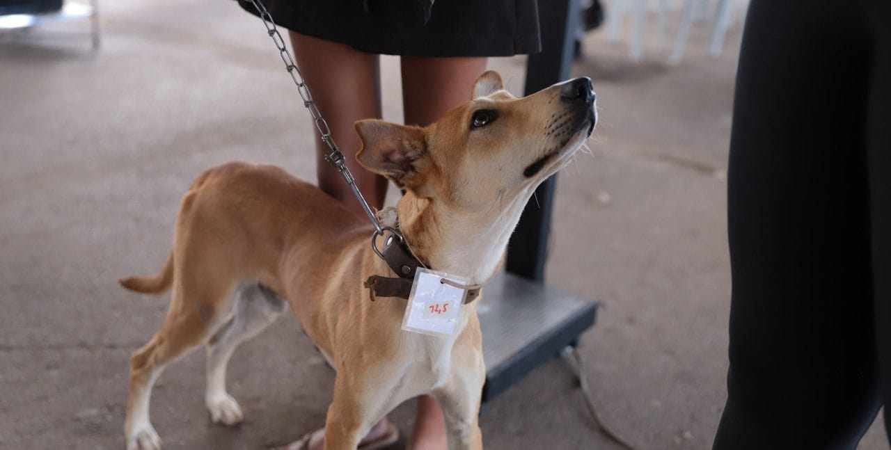 Agência Minas Gerais | Minas Gerais atua com ações integradas de educação, prevenção e fiscalização na proteção animal