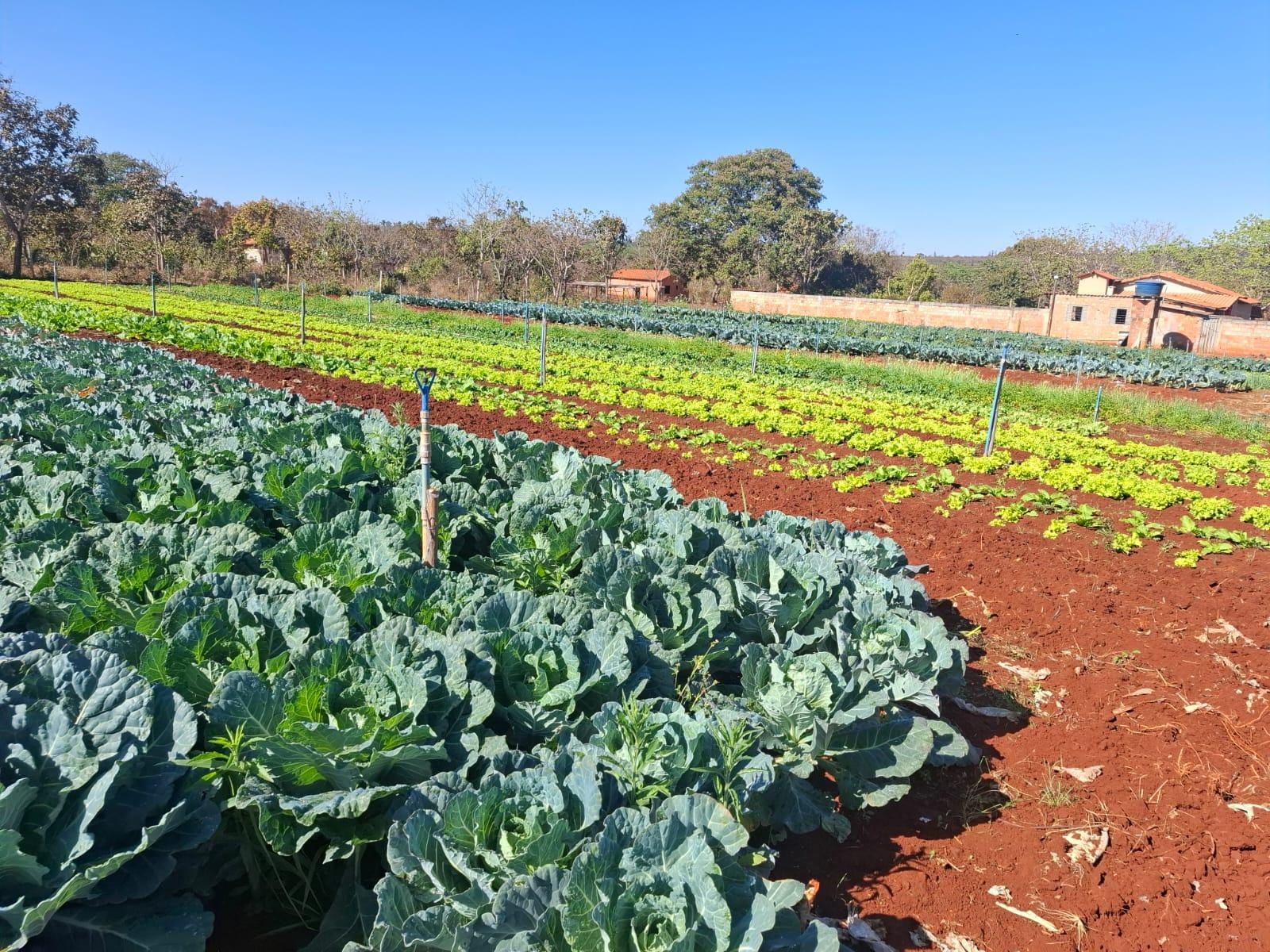 Agência Minas Gerais | Emater-MG ensina como cultivar uma horta doméstica produtiva