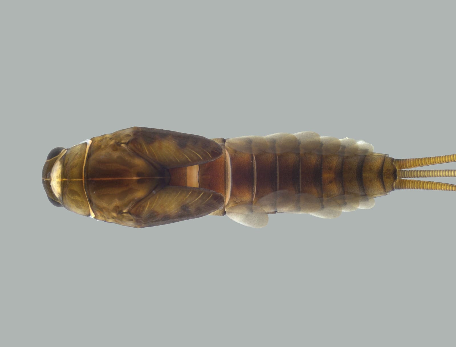 Agência Minas Gerais | Pesquisa descobre nova espécie de inseto aquático no Parque Estadual da Serra do Brigadeiro