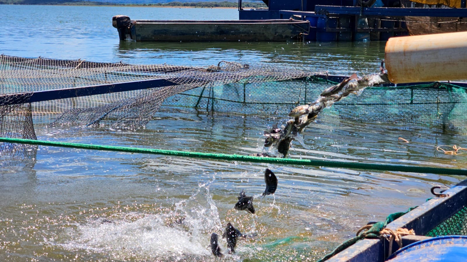 Agência Minas Gerais | Governo de Minas suspende benefício do ICMS às tilápias importadas