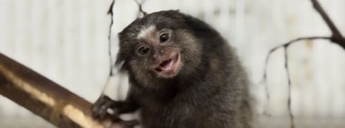 Agência Minas Gerais | Minas Gerais devolve cerca de 5 mil animais silvestres por ano à natureza com atendimento especializado