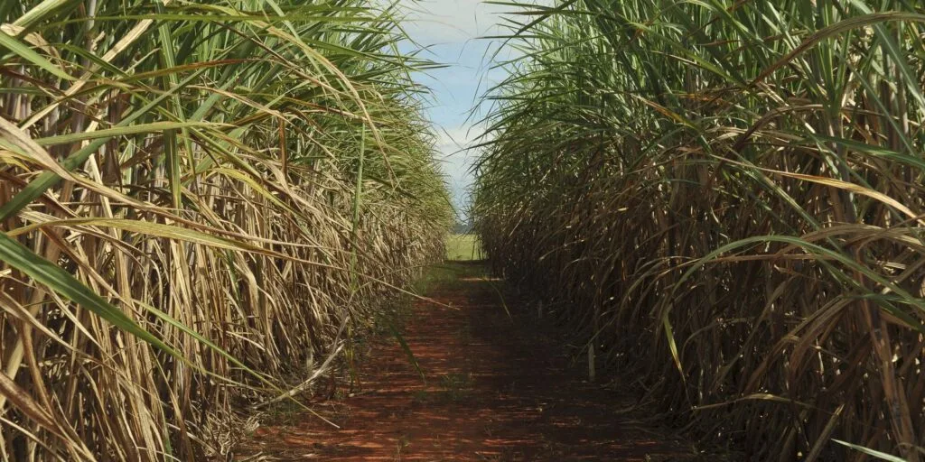 Safra de cana-de-açúcar deve crescer 4,7% em relação ao ano de 2025 Safra de cana-de-açúcar deve crescer 4,7% em relação ao ano de 2025